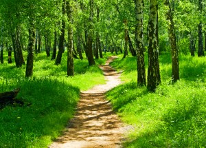 path in green forest purchased medium