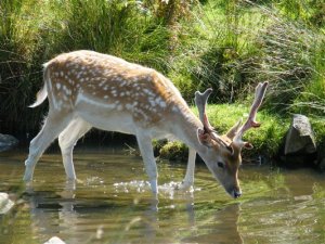 "As the deer longs for the water, so my soul longs for you, O Lord."
